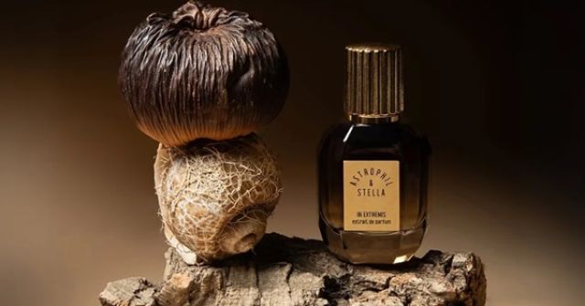 ESXENCE 2024: Astrophil & Stella In Extremis