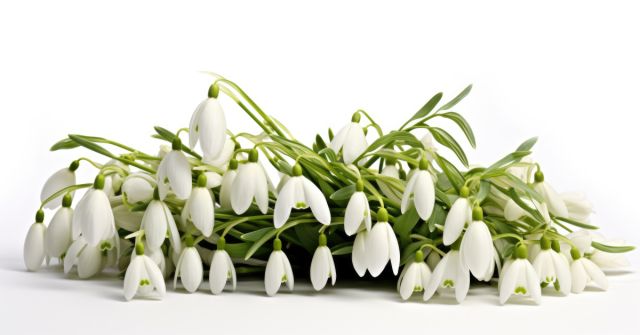 Sněženky přicházejí: Rané květiny v lese a v parfumerii