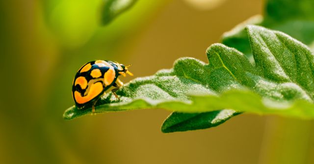 ESXENCE 2024: Zelenější tráva. Vůně rajčatového listu od Pierre Guillaume Paris a Omnia Profumi