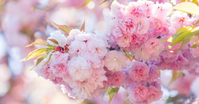 Esxence 2024: Staré a nové vůně sakury