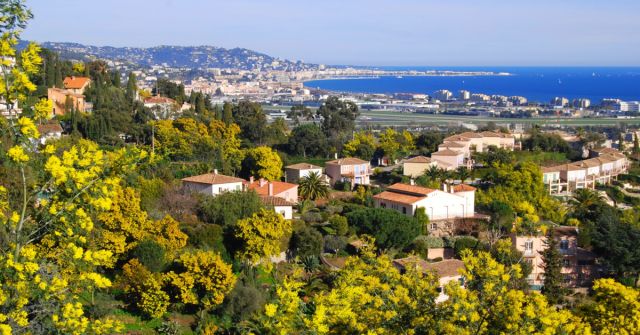 Zlatá pole: 10 niche vůní s mimózou