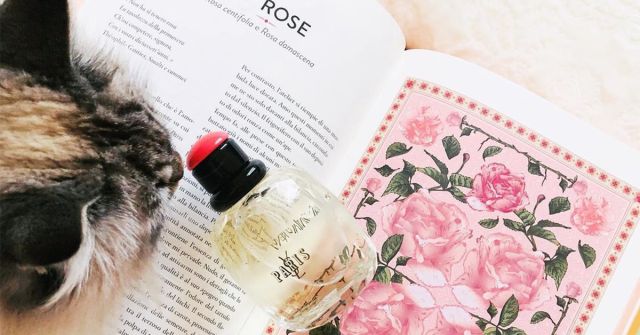 Paris Yves Saint Laurent | Když jde o růže