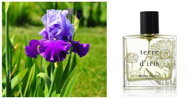 Terre d'Iris Miller Harris: Již vintage 