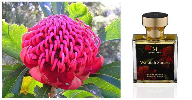 Metascent: Hrdý na australskou flóru