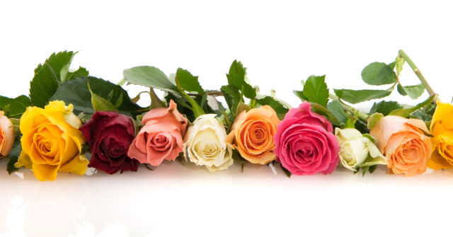 ESXENCE 2024: Moře růží