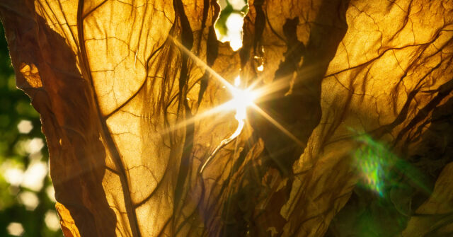 Pět vzrušujících vůní s lesklými tabákovými tóny