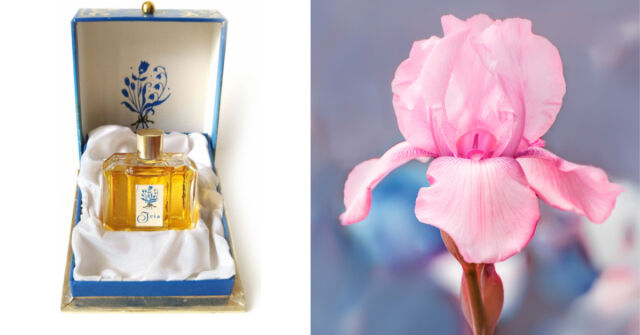 Příběh Iris od Astrid: Delikátní živočišný kosatec z minulosti