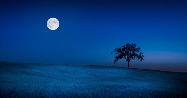 Coup d'Etat od Miles Wambaugh: Vůně, která překvapila