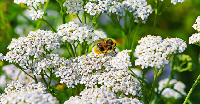Řebříček v lese a v parfému