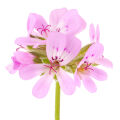 Geranium a pelargonie v parfému