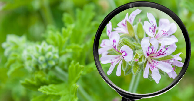 Geranium a pelargonie v parfému