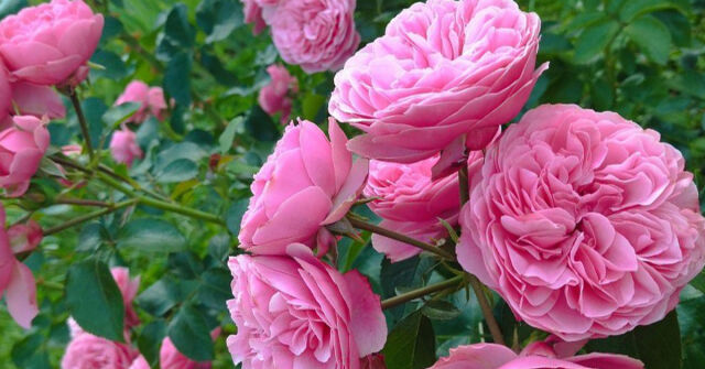 Malá růžová zahrada Sane Witch. Esence Rare od Houbigant: Alchymistická růže