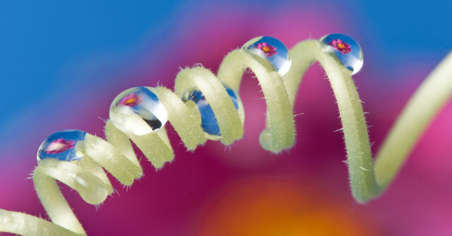 5 čistých vůní, které zaručeně voní i v horkém počasí