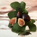 Estée Lauder Oasis Dawn: Mistrovská parfumerie v nejlepším světle 