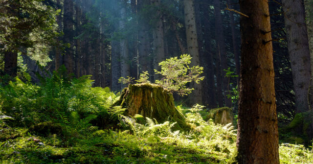 Voňavý temný les od Arte Profumi