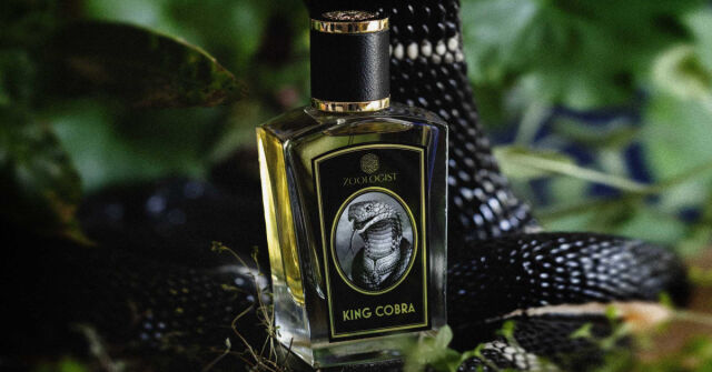 King Cobra od Zoologist Perfumes