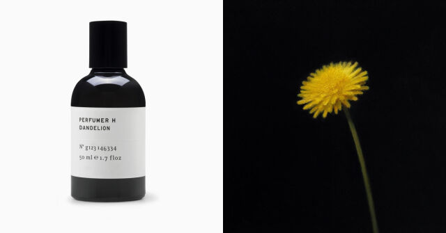 Dandelion Perfumer H: Botanická studie žlutých květů a bílých chmýří