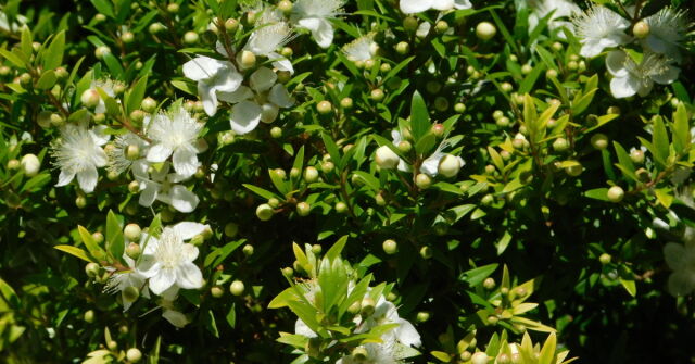 Myrta na zemi, v ráji a v parfému