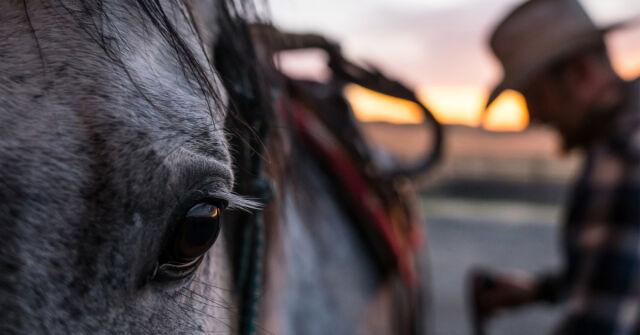 Untamable od Imaginary Authors: Moderní vintage s ostruhami