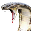 King Cobra od Zoologist: Zelený pach nebezpečí