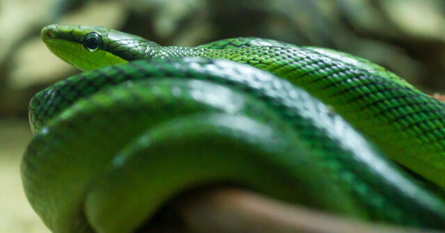 Rok zeleného hada a "správné" vůně na jeho přivítání