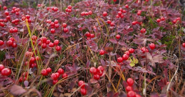 Brusinky: Obvykle neobvyklé v parfémech