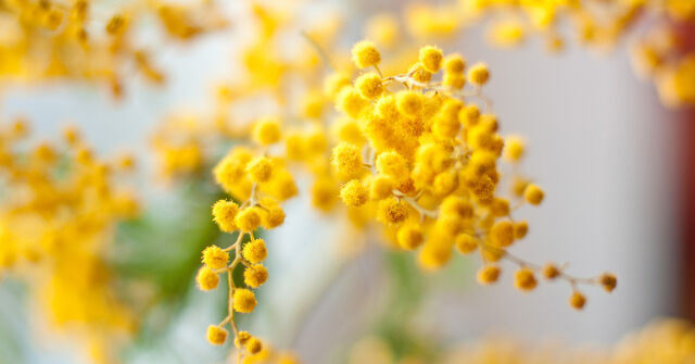 Parfémový horoskop: 27. ledna - 2. února