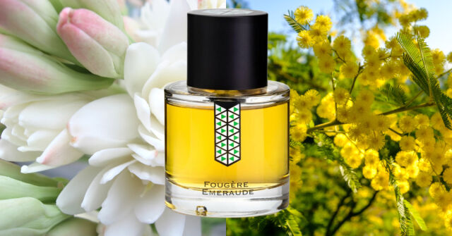 Fougère Emeraude: kultovní fougère tuberóza