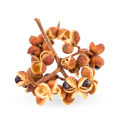 Zanthoxylum/Yellowwood: Sečuánský pepř, timut, andaliman a další
