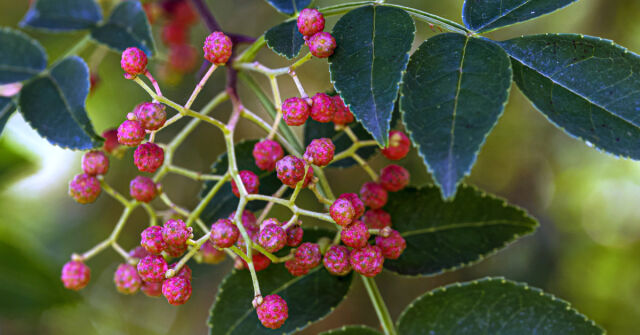 Zanthoxylum/Yellowwood: Sečuánský pepř, timut, andaliman a další