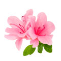 Rododendron, azalka, maralnik, divoký rozmarýn a bělogorský čaj