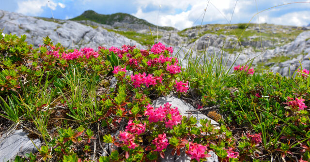 Rododendron, azalka, maralnik, divoký rozmarýn a bělogorský čaj