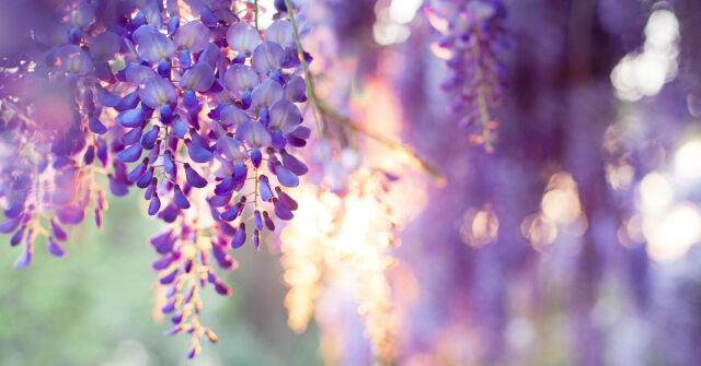 Barva a vůně, část VI: Vistárie