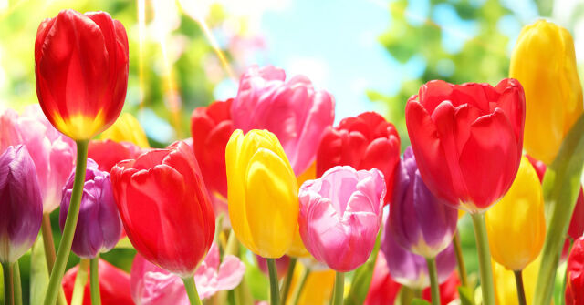 Parfémový horoskop: 14. dubna - 20. dubna