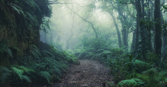 V Canto Amans: Dech lesního vzduchu