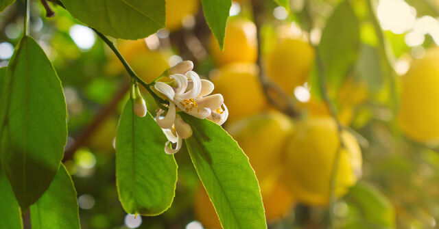 Parfémový horoskop: 21. dubna - 27. dubna