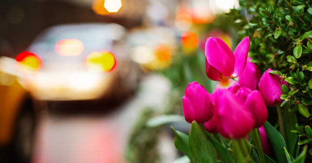 Sezónní vůně pro sadbois (smutné chlapy): Jarní edice