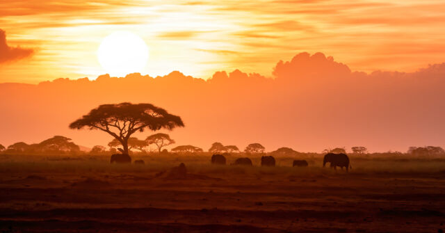 Znovuobjevení parfémů: Kenzo Jungle L'Elephant 