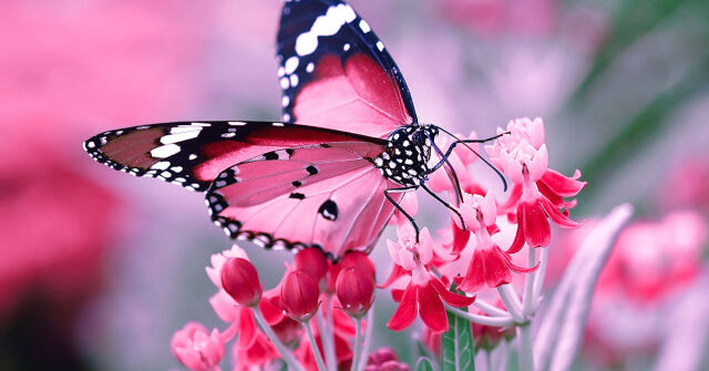 Parfémový horoskop: 5. května - 11. května