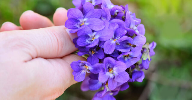 Brýle s fialovými skly, duhová proměnlivost prizmatu: Móda, staromódnost a budoucnost Viola odorata (fialky vonné)