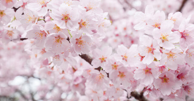 Barva a vůně, část VIII: Třešňový květ