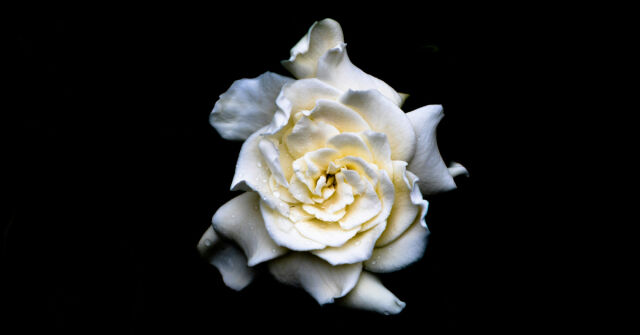 Gardénie v květu: Vůně června na Fragrantice