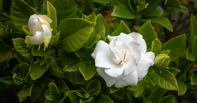 Gardénie v květu: Některé zajímavé a pozoruhodné interpretace