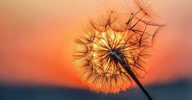 Když vůně připomíná lásku