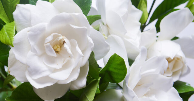 Gardénie v květu: Americký milostný příběh