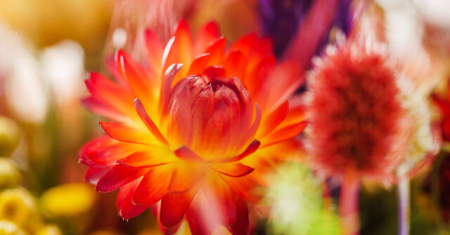 Parfémový horoskop: 23. června – 30. června