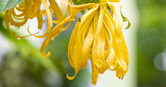 Ylang-Ylang: Květina květin a třepotání motýlů