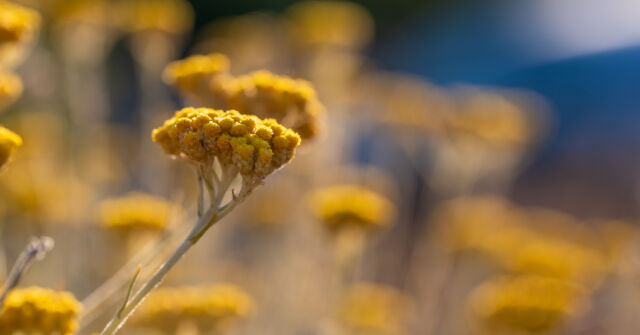 Immortelle bude v roce 2025 velké téma