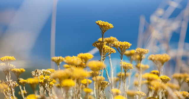Parfémový horoskop: 21. července - 27. července