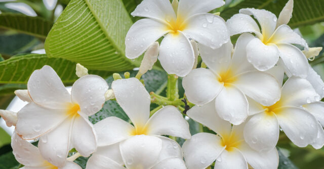 Oblíbené květinové vůně pro horké letní dny – část 1